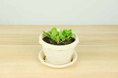 把長壽花種到底,你也是養(yǎng)花高手