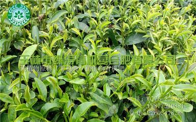 微生物有機肥廠家,微生物有機肥廠家電話,微生物有機肥,生物有機肥圖片_高清圖_細節圖-玉林市綠濤有機復合肥 -